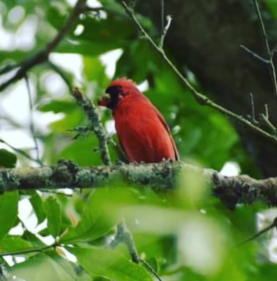 Red cardinal photographed in South Louisiana