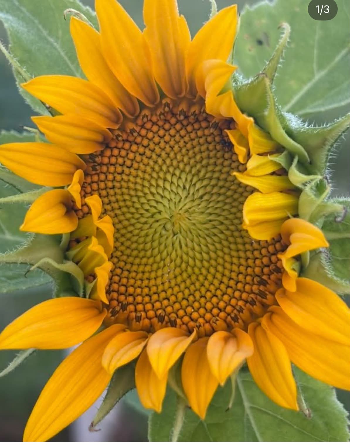 Close-up sunflower