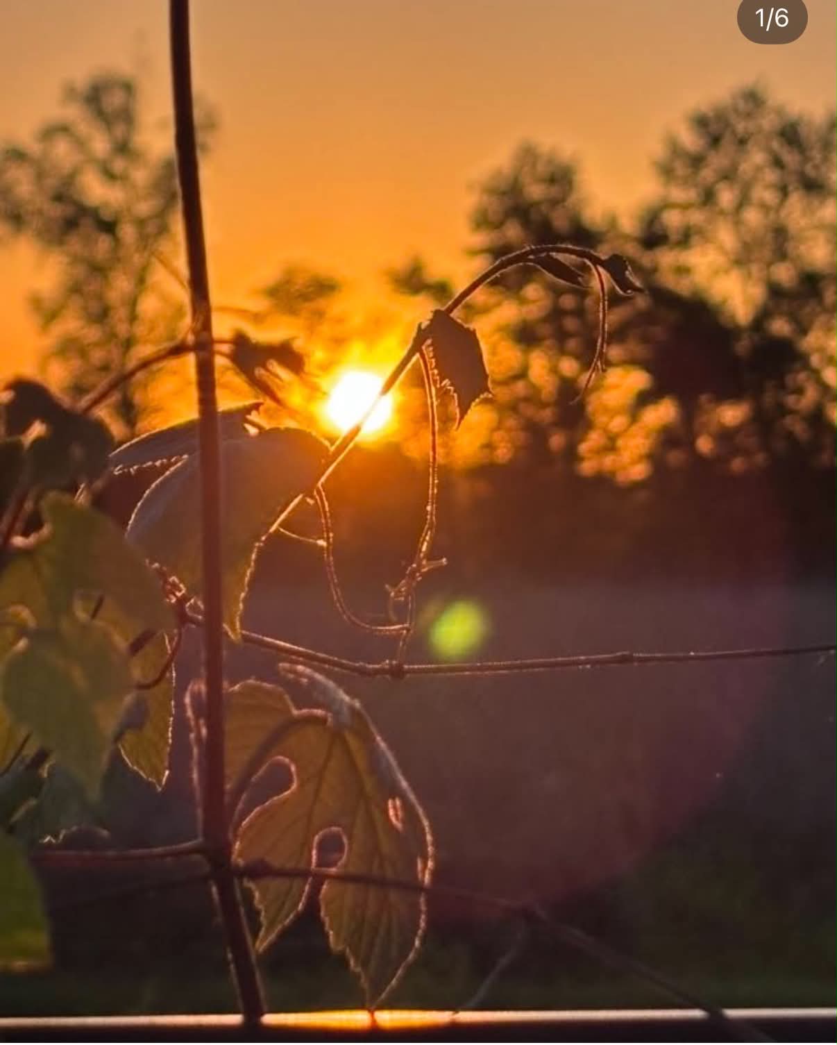 Sunset photographed by Bridget Campbell LaVergne